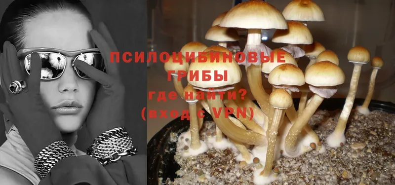 мориарти Telegram  Усмань  Галлюциногенные грибы Psilocybine cubensis 